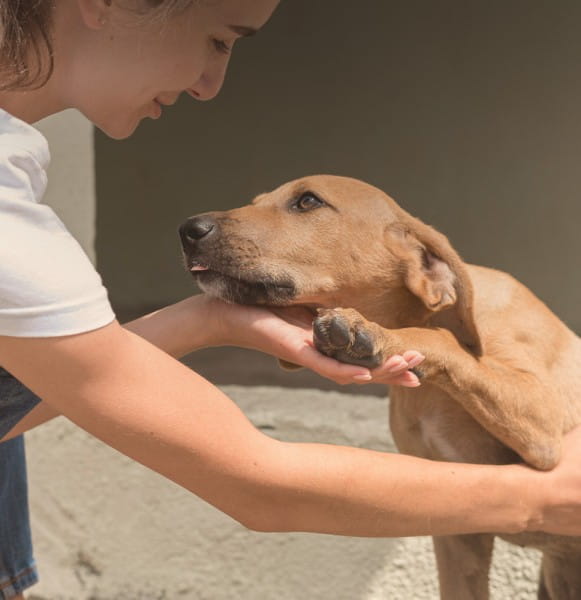 tierliebe_BLOG_tierschutz