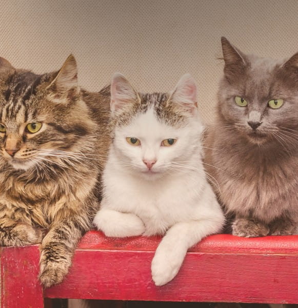 tierliebe_BLOG_katzenrassen