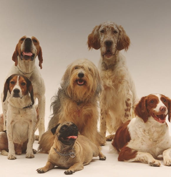 tierliebe_BLOG_hunderassen