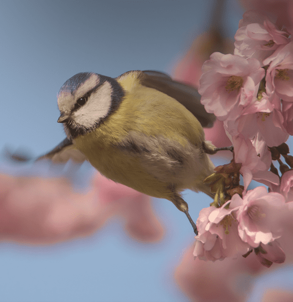voegel_tierlieb_blog