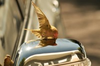 Der Kanarienvogel - ein glänzender Charmeur