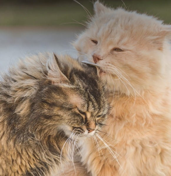 tierliebe_BLOG_tierverhalten