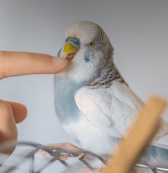 tierliebe_BLOG_vogel_haustier