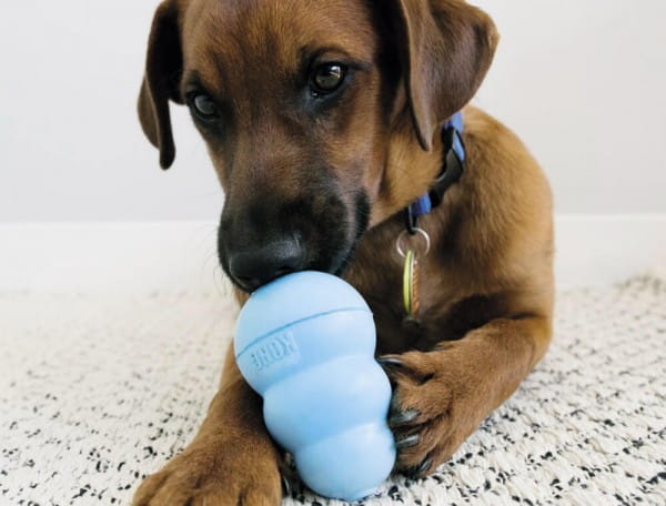 KONG Puppy, 1 Stk.