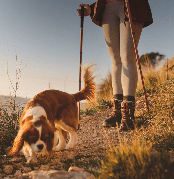 ausflug_hunde_tierliebe_blog