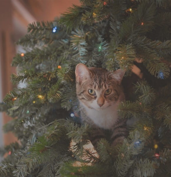 weihnachten_tiere_BLOG