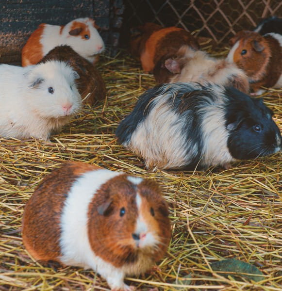 hamster_tierliebe_BLOG