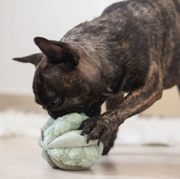 Lambwolf Collective Toto, klein, grün