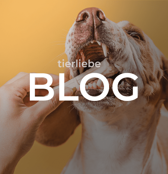 tierliebe_blog-1