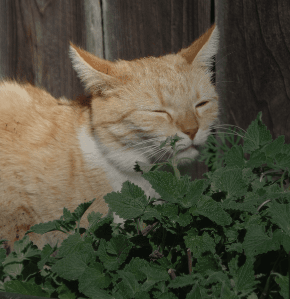 tierliebe_blog-3