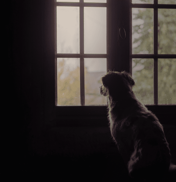 22tierliebe_blog
