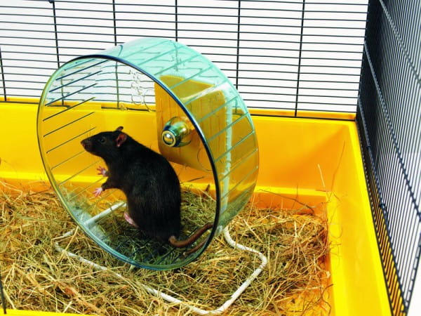 Nobby Hamsterrolle "Rolly Wheel"