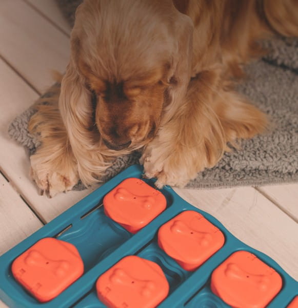 tierliebe_BLOG_interaktives_spielen_hunde