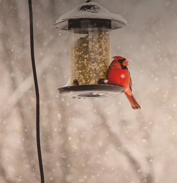 voegel_winter_blog