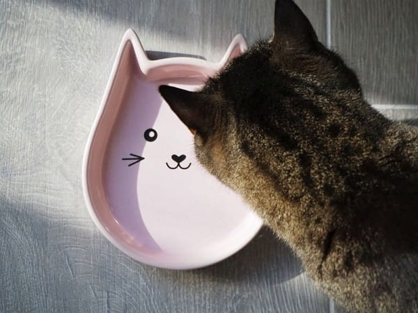 Nobby Katzen Keramik Schale "Kitty Face"