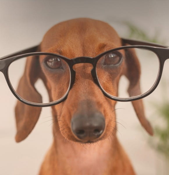 tierliebe_BLOG_intelligenz_hunde