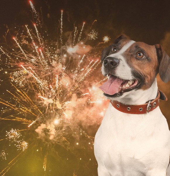 silvester_blog