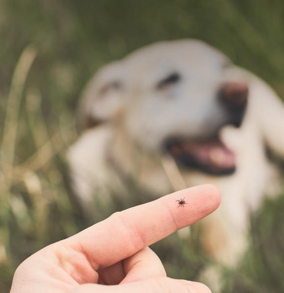 tierliebe_BLOG_zecken