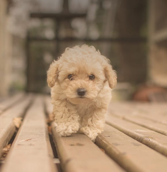 tierliebe_BLOG_welpen